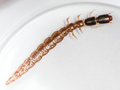 unidentified snakefly larva